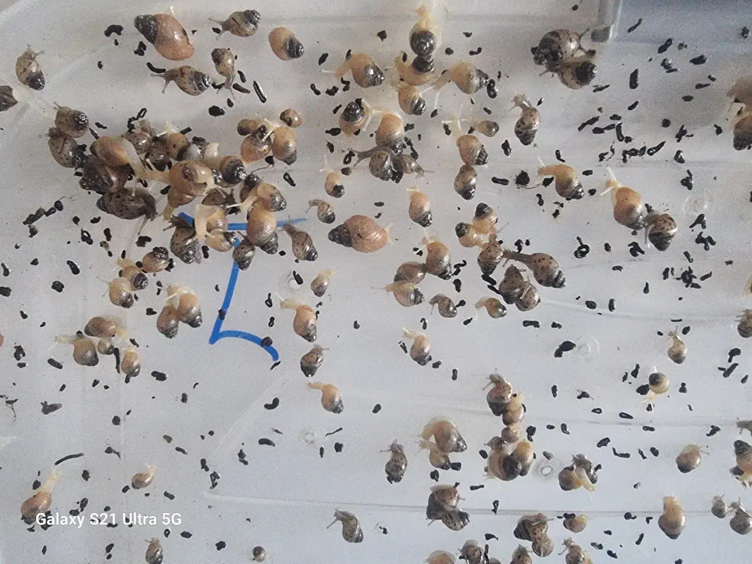 حلزون البینو|خزنده|قم, پردیسان|دیوار