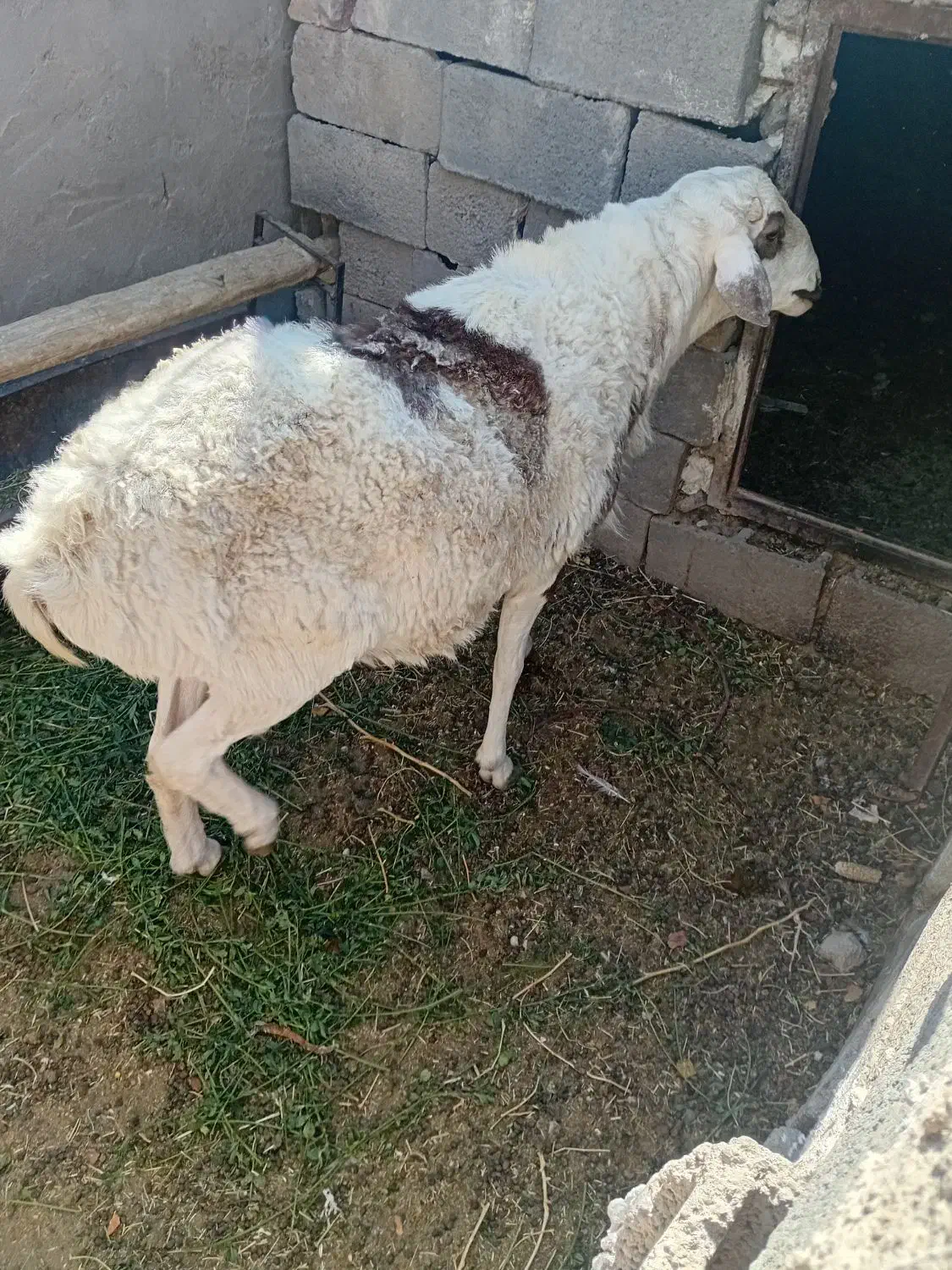 فروش قوچ|حیوانات مزرعه|شهر بابک, |دیوار