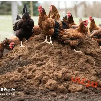 کود مرغی رایگان|خدمات باغبانی و درختکاری|اصفهان, ارداجی|دیوار