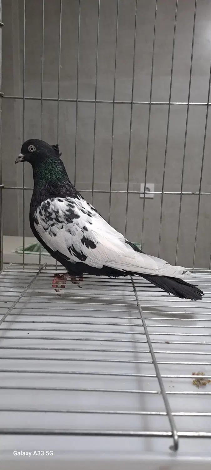 کبوتر رنگی|پرنده|آمل, |دیوار