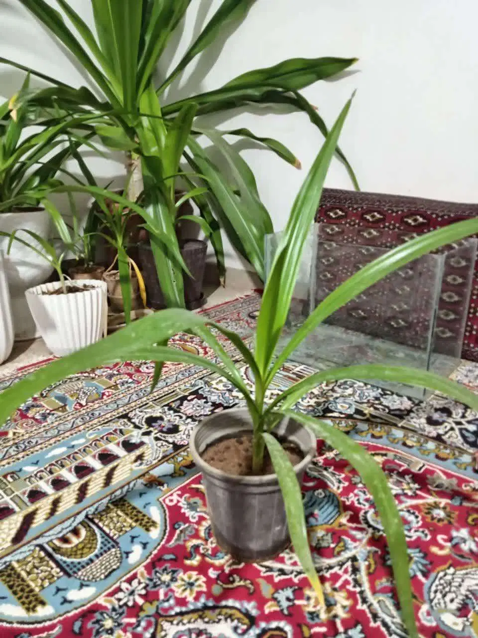 گل طبیعی|گل و گیاه طبیعی|شیراز, نصر|دیوار