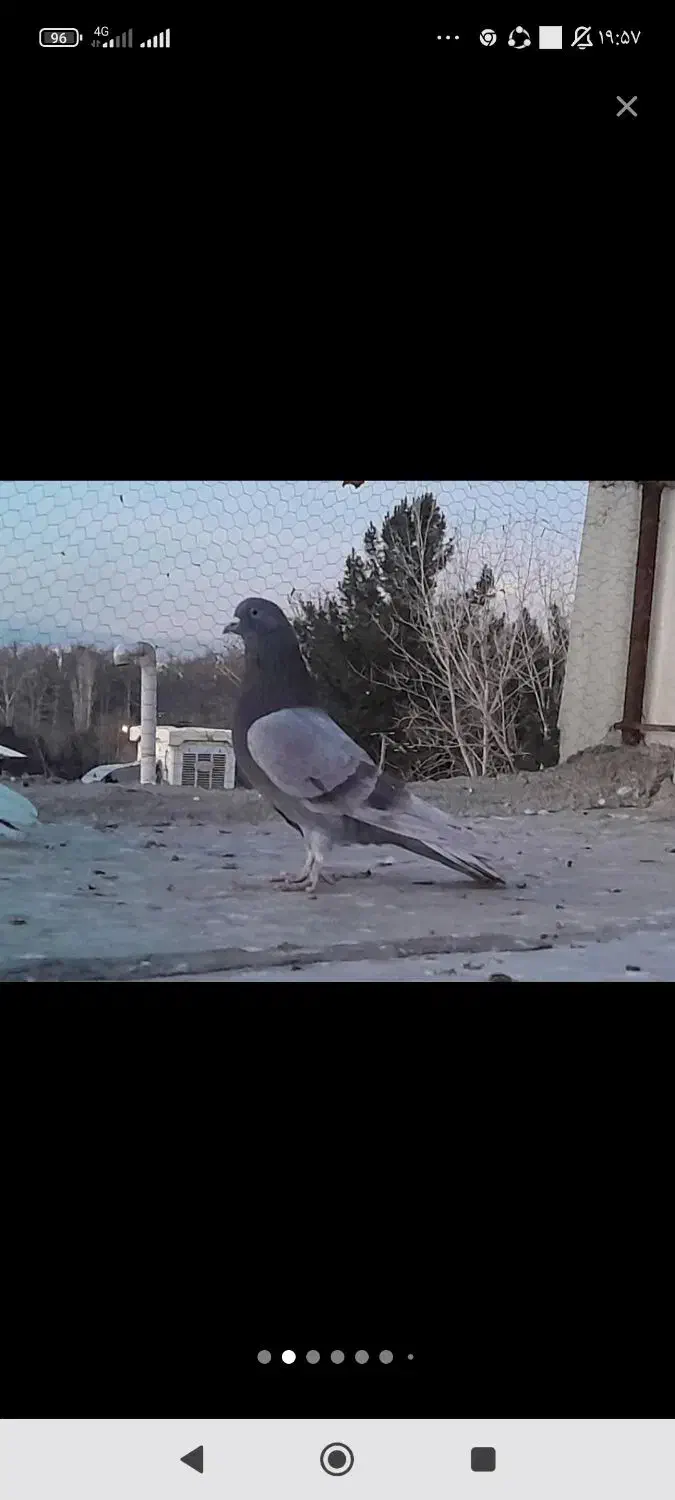 کفترگرو|پرنده|گرگان, |دیوار