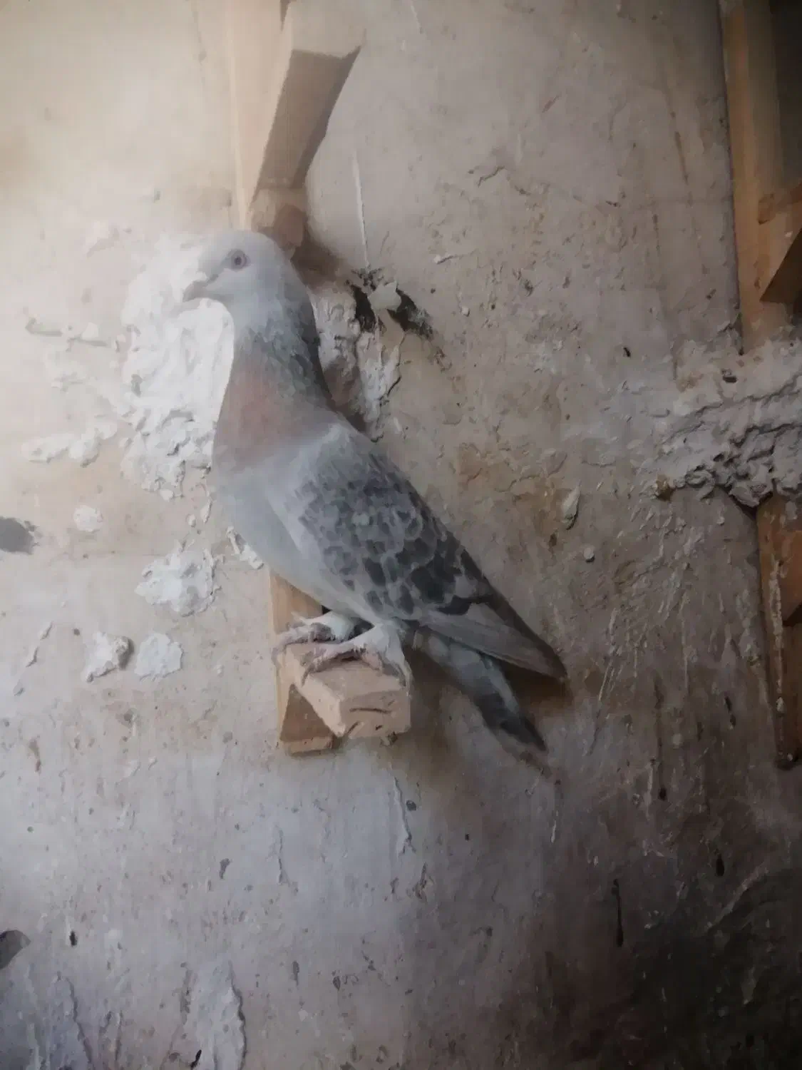 کفتر کبوتر بهبونی|پرنده|مرودشت, تخت جمشید|دیوار