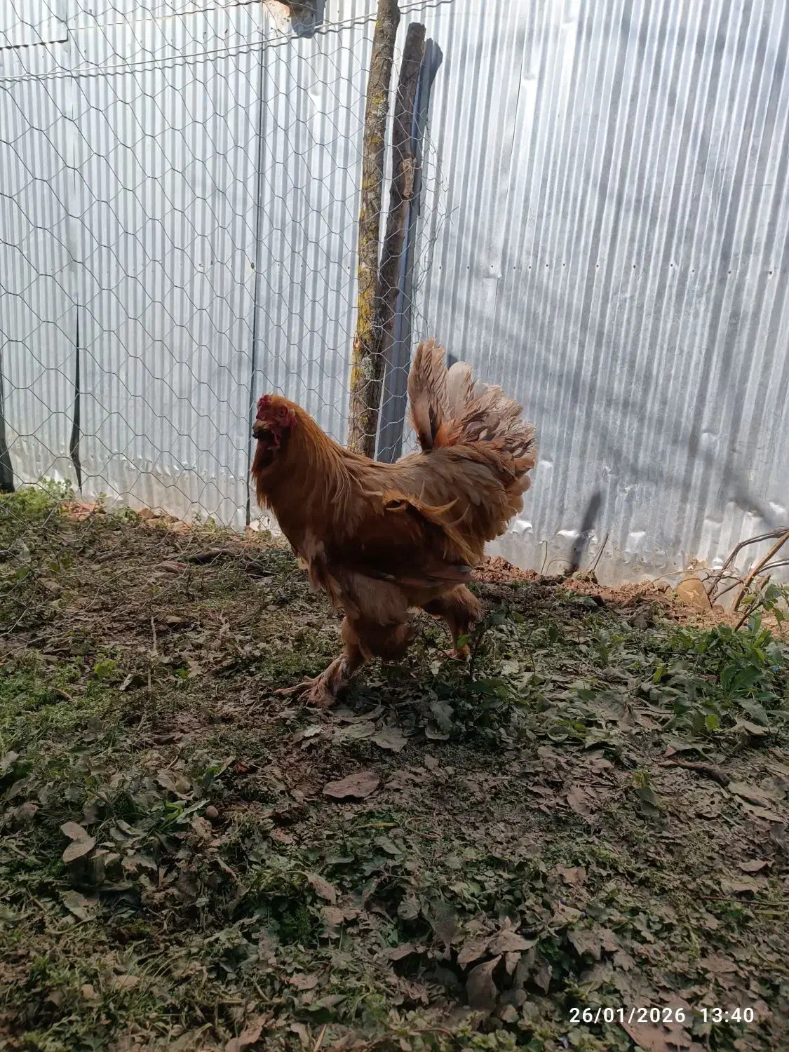 خروس برهما اصیل|حیوانات مزرعه|لاهیجان, آهندان|دیوار