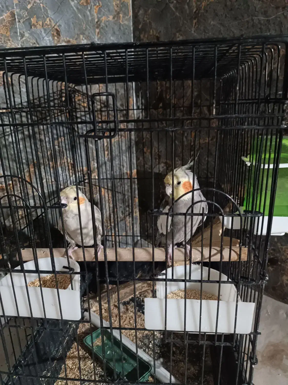 دوتا  عروس هلندی|پرنده|بمپور, |دیوار