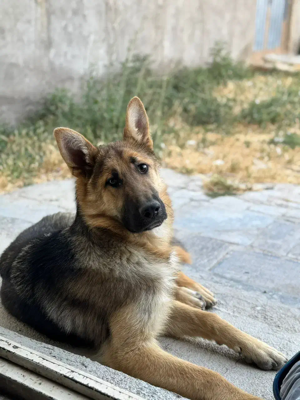 ژرمن وررک|سگ|اردبیل, |دیوار