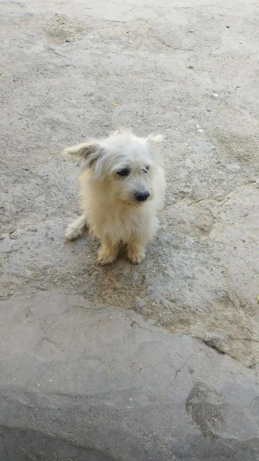 شیتزو نر دوساله|سگ|کلاله, |دیوار