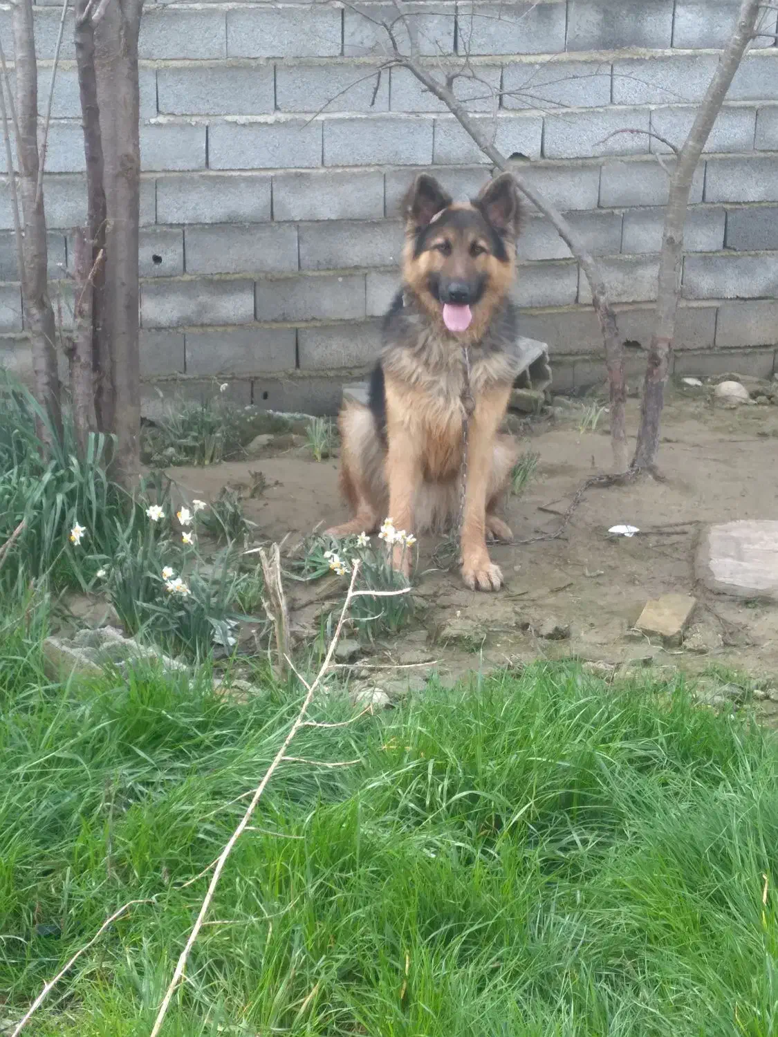 سگ نگهبان|سگ|ساری, |دیوار