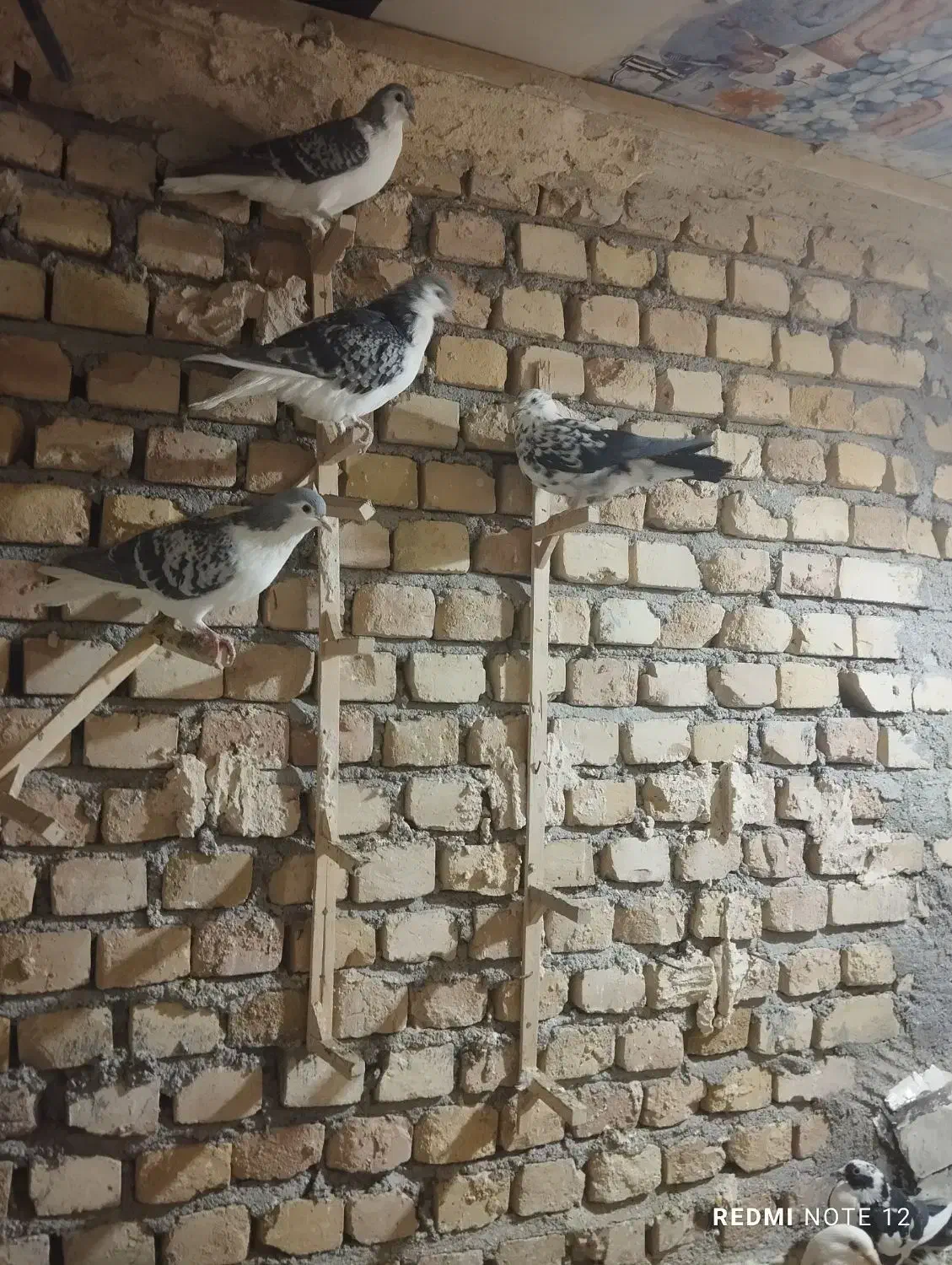 کفتر فروشی|پرنده|کاشمر, |دیوار