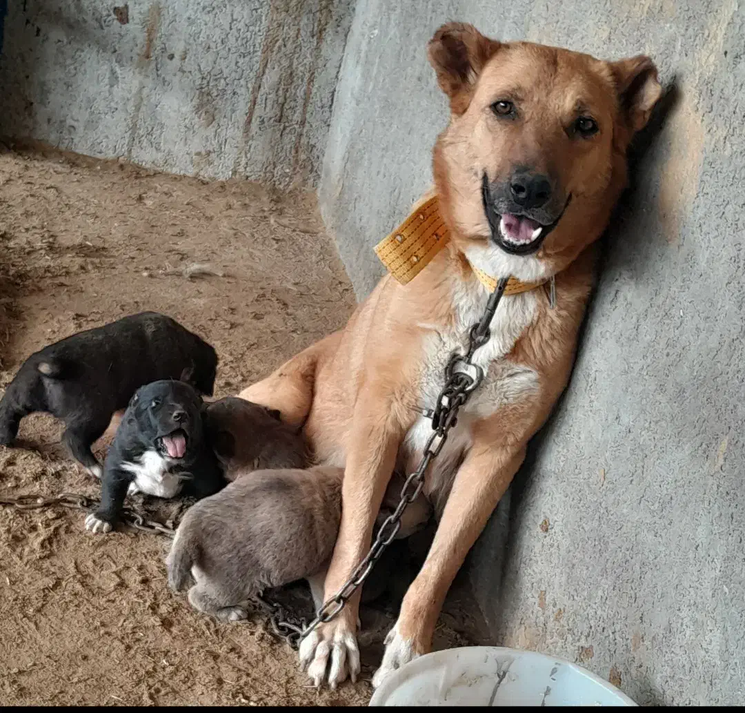 واگذاری سگ افغان نگهبان گله|سگ|باقرشهر, |دیوار