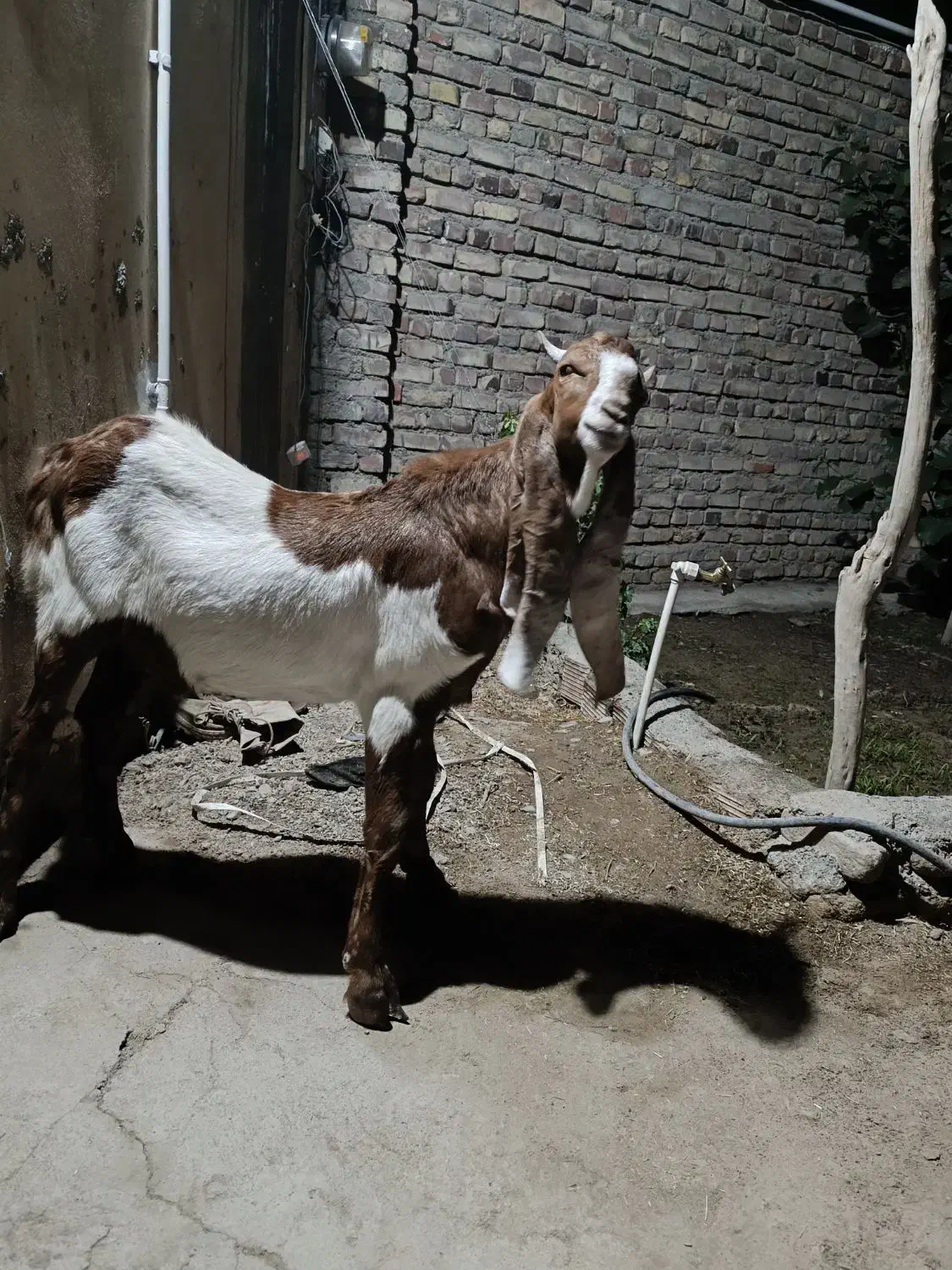 تکشاد پتیری|حیوانات مزرعه|صابری, |دیوار