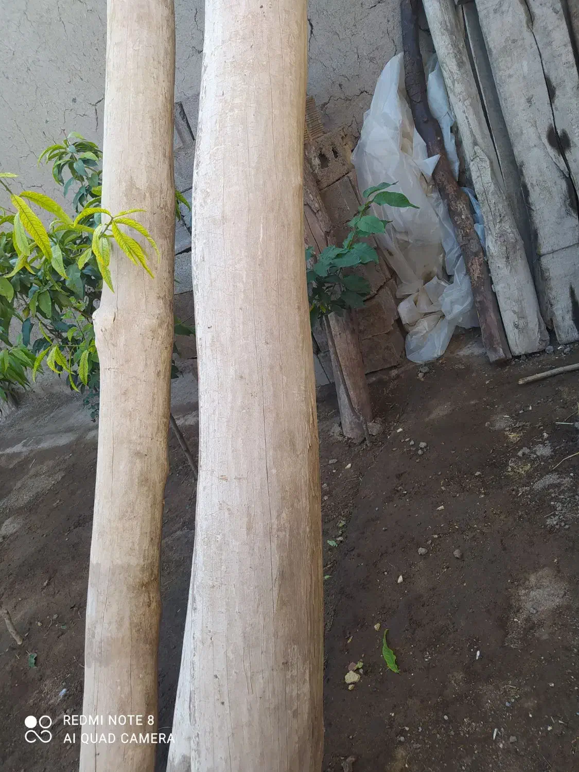 چوب لنگری قره اغاج|گل و گیاه طبیعی|سراب, |دیوار