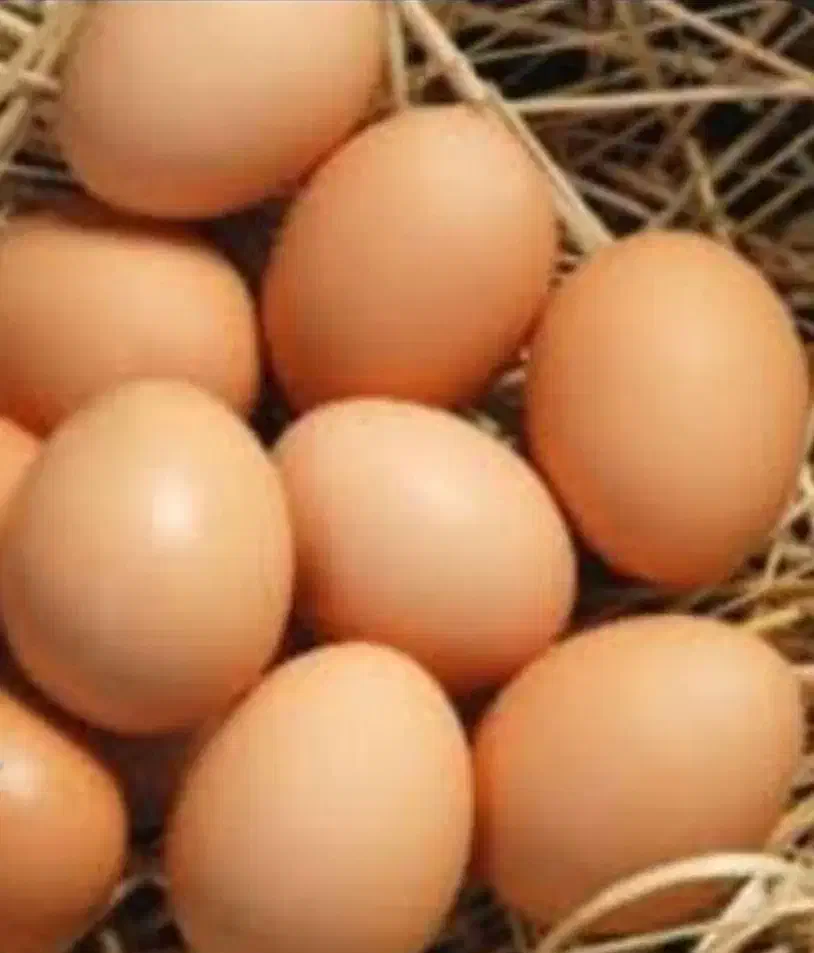 تخم مرغ محلی موجوده|خوردنی و آشامیدنی|سیمین شهر, |دیوار