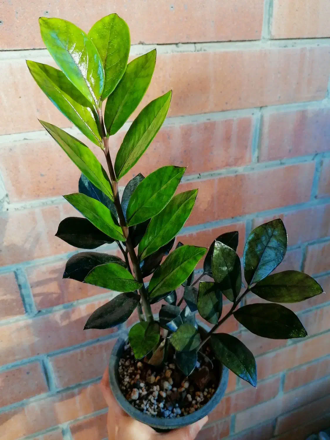 زاموفیلیا سوپر بلک و گلهای حراج|گل و گیاه طبیعی|تهران, امانیه|دیوار