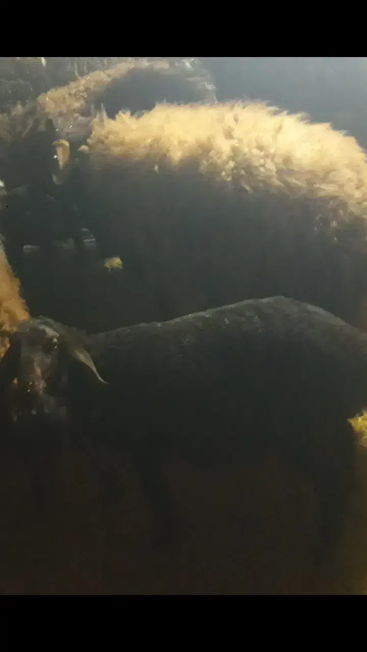 میش|حیوانات مزرعه|بربرود, |دیوار