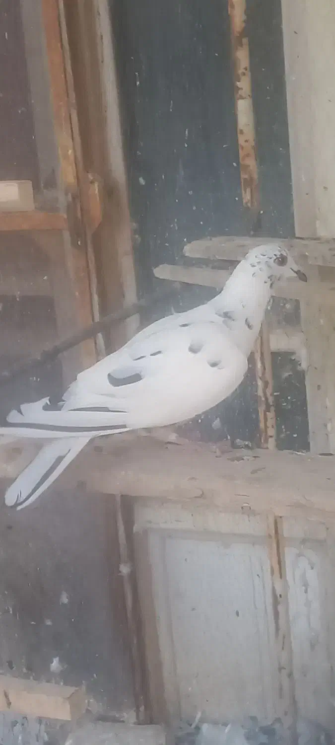 کبوتر گلی|پرنده|آباده, |دیوار