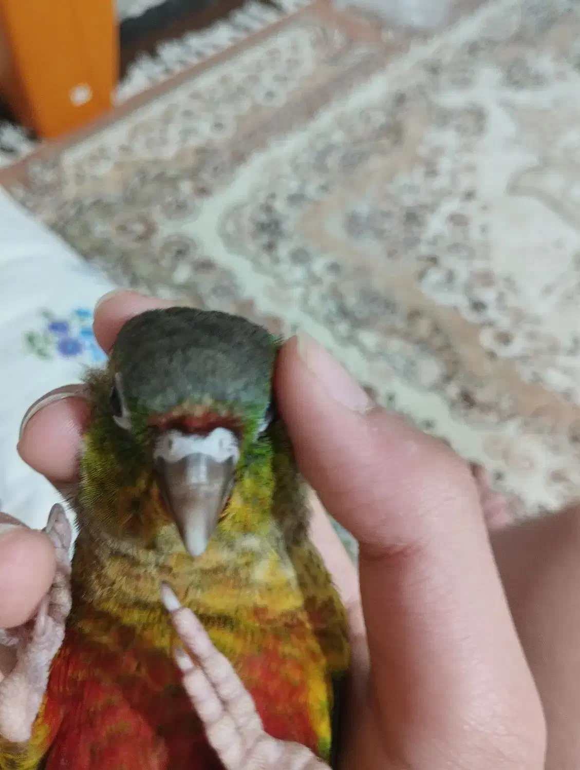 طوطی گمشده|حیوانات|شوشتر, |دیوار