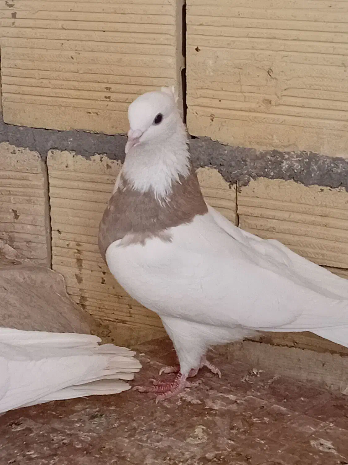 طوقی|پرنده|قم, شاه سید علی|دیوار