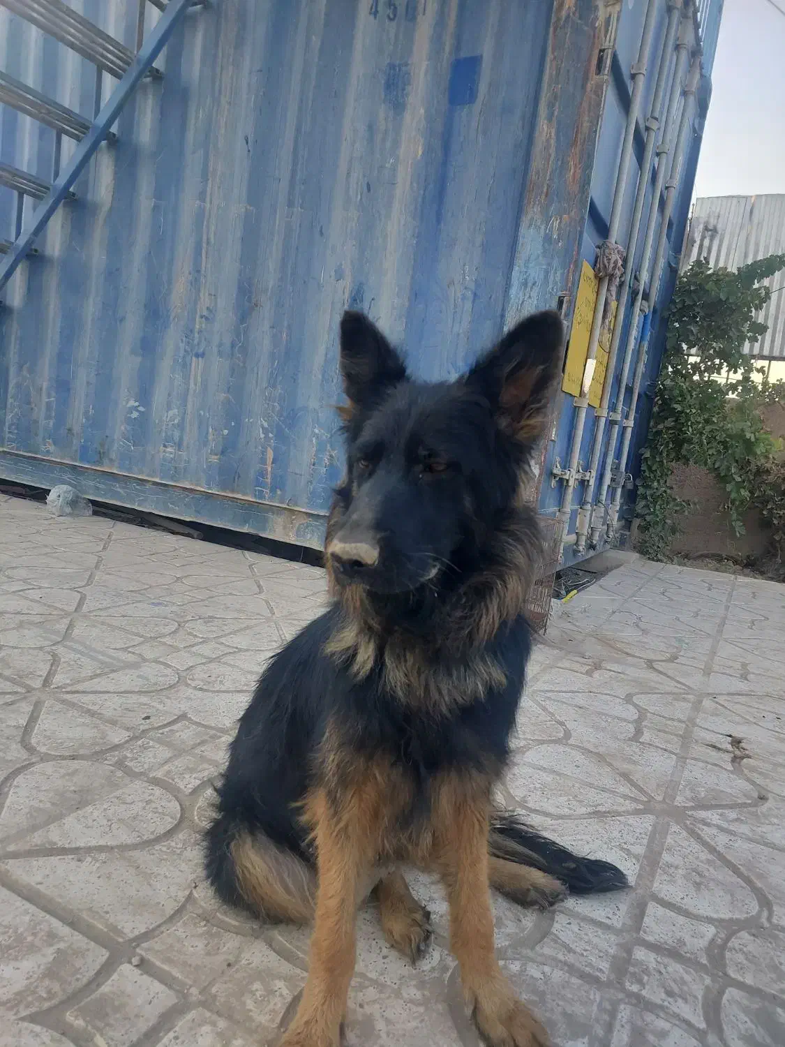 واگذاری ژرمن وپاکوتا|سگ|صباشهر, |دیوار