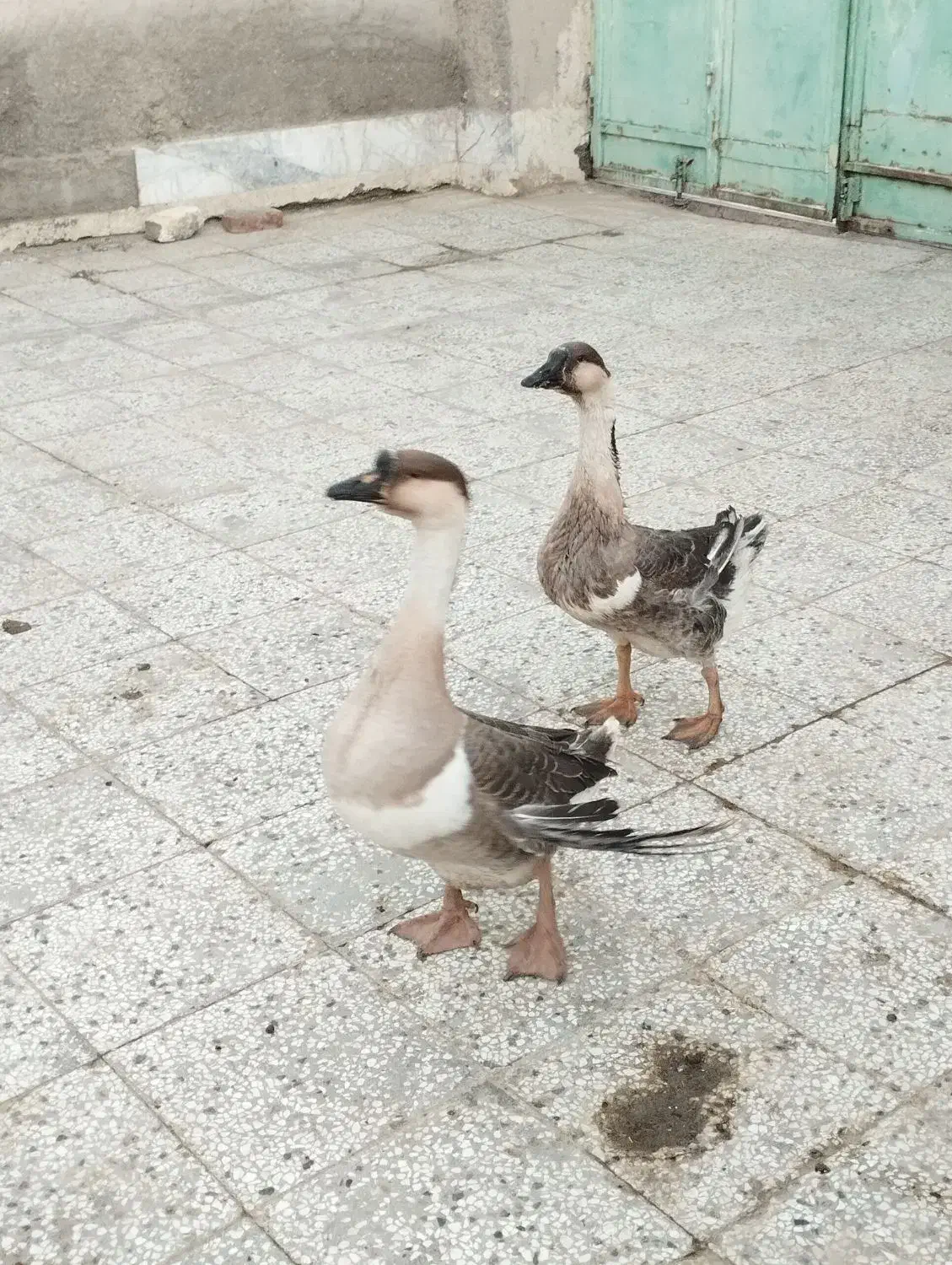 یک جفت قو غاز اصل ویک جوجه خروس چابهاری|حیوانات مزرعه|زابل, |دیوار