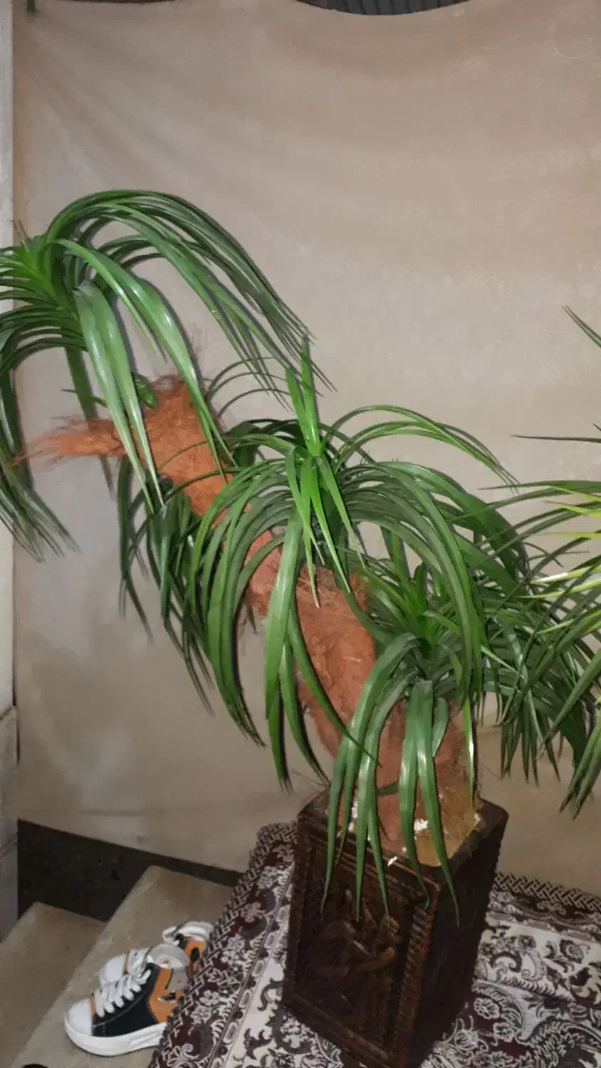 گل مصنوعی رنگ سبز|گل مصنوعی|آستانه اشرفیه, |دیوار