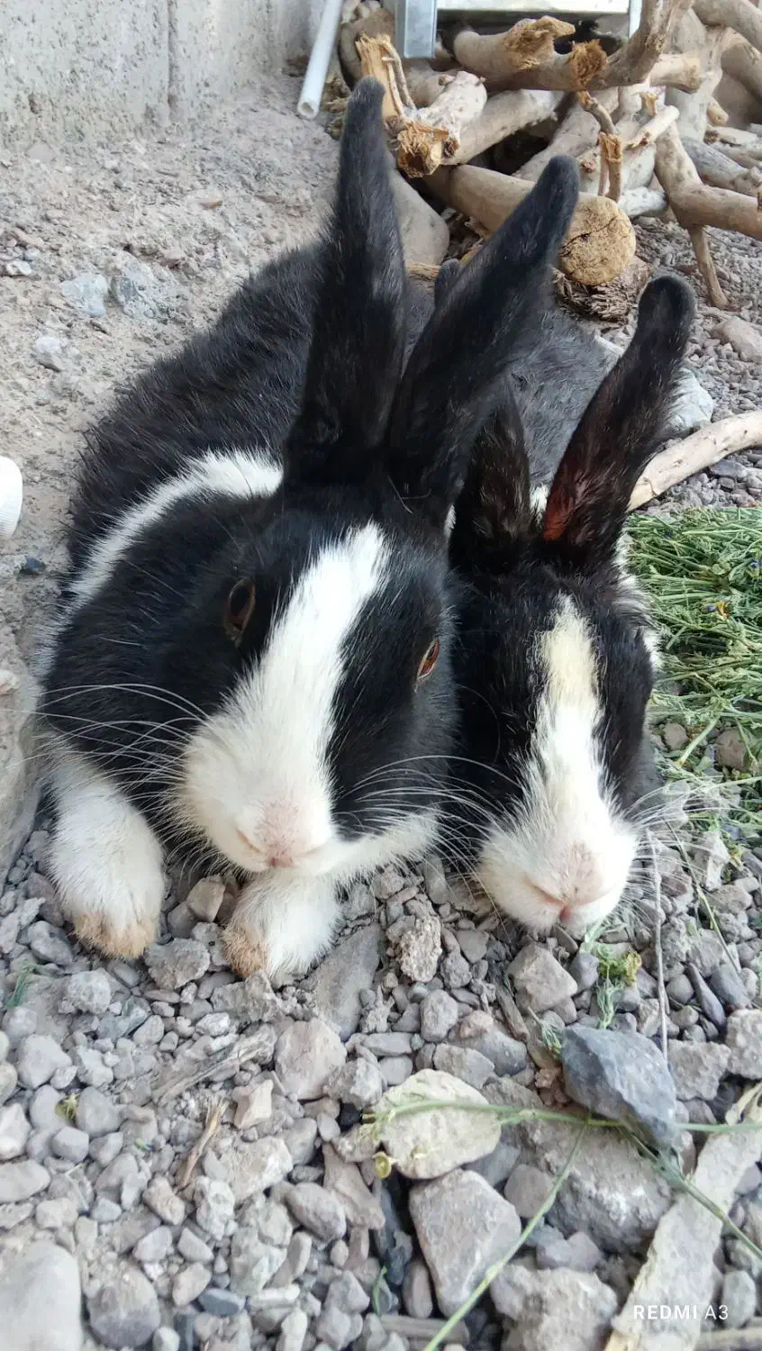 خرگوش|موش و خرگوش|تربتحیدریه, منصوریه|دیوار