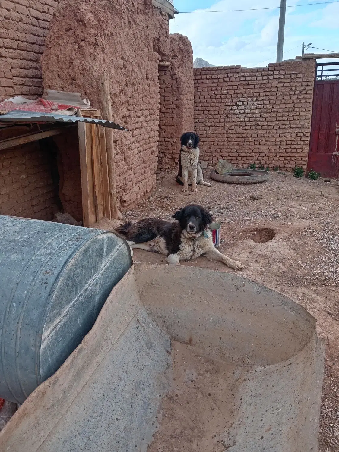 سگ گله|سگ|عسگران, |دیوار
