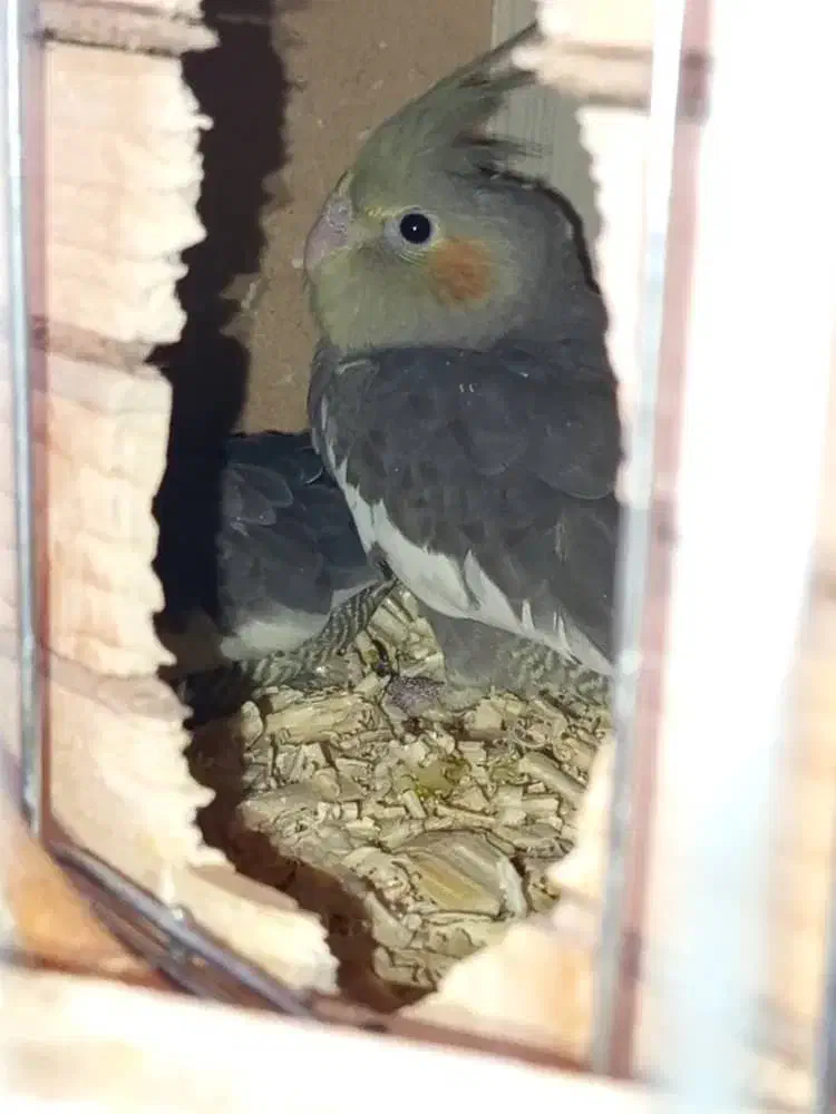 جوجه عروس هلندی|پرنده|کرج, شهرک امام رضا (ع)|دیوار