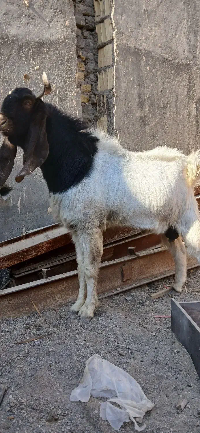 بزونربز|حیوانات مزرعه|مشهد, شیرحصار|دیوار