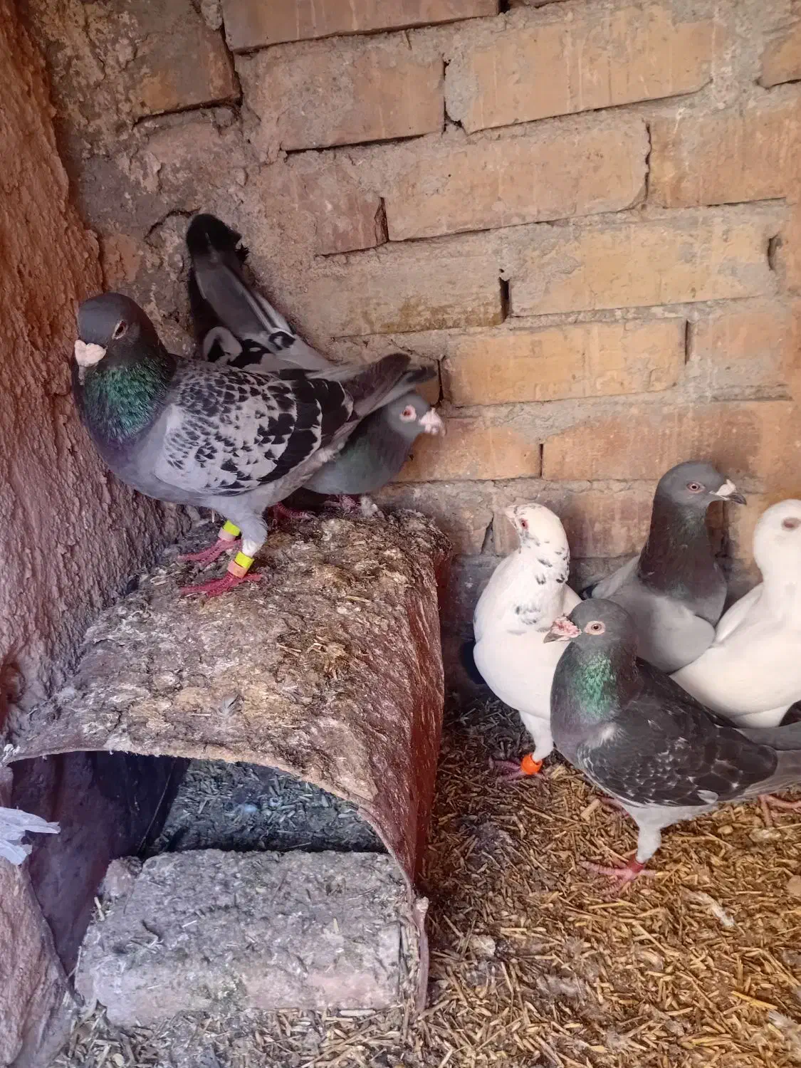 کبوتر نر|پرنده|تربت جام, جامرود|دیوار