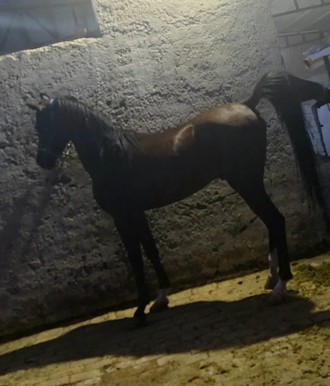 دوعدداسب نریون دره شور و کرد|اسب و تجهیزات اسب‌سواری|قم, جمکران|دیوار