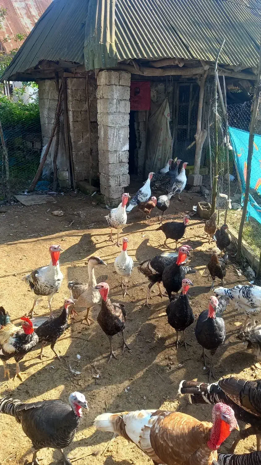 بوقلمون های نر و ماده|حیوانات مزرعه|سنگر, |دیوار