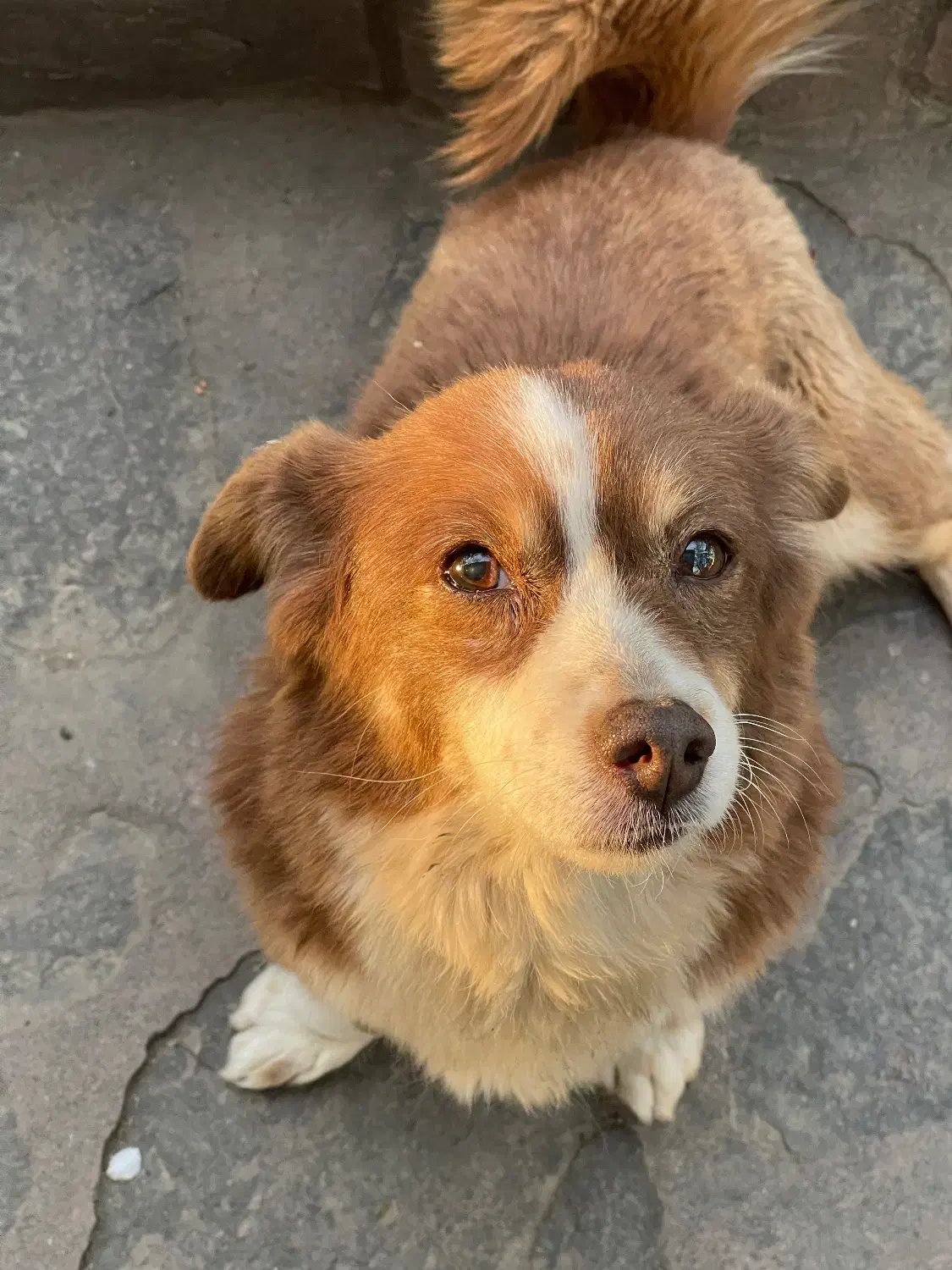 سگ اشپیتز|سگ|پردیس, فاز ۱|دیوار