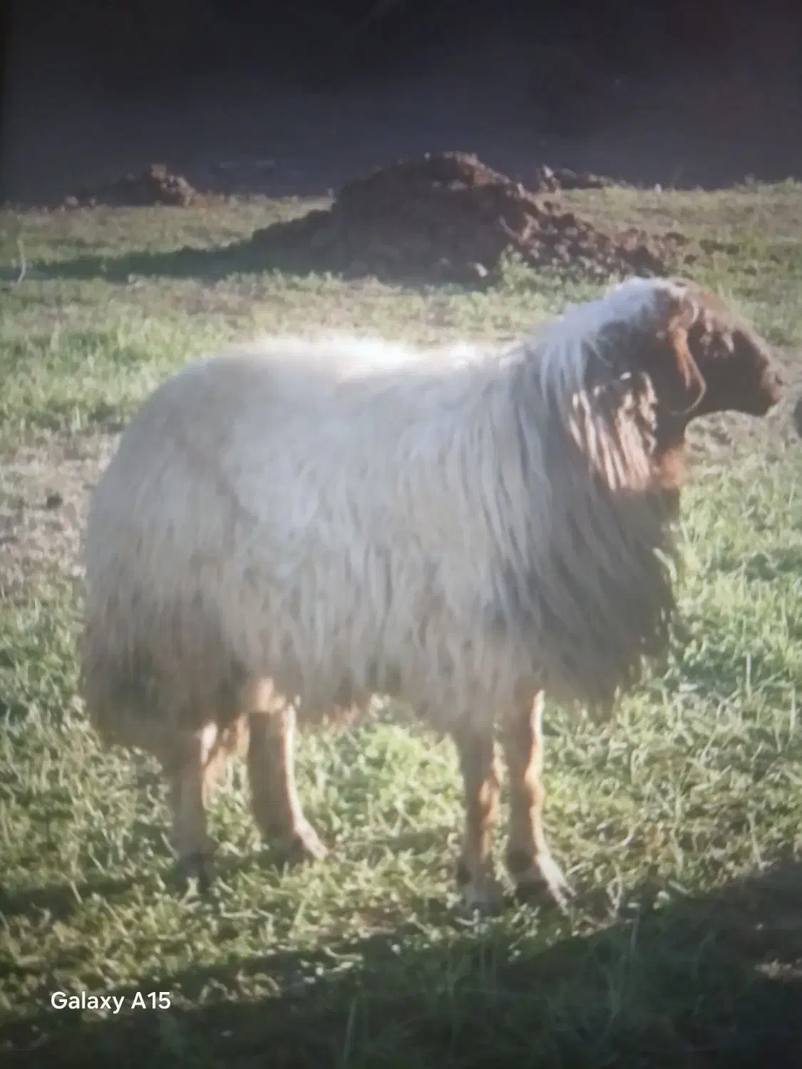 قوچ|حیوانات مزرعه|خرمآباد, |دیوار