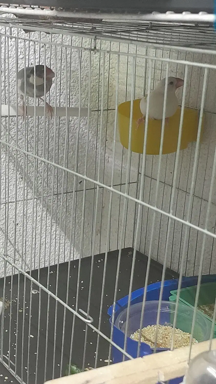 فروش یک جفت فنچ نرگسی و یک عدد سهره قناری ماده|پرنده|خرمدره, |دیوار