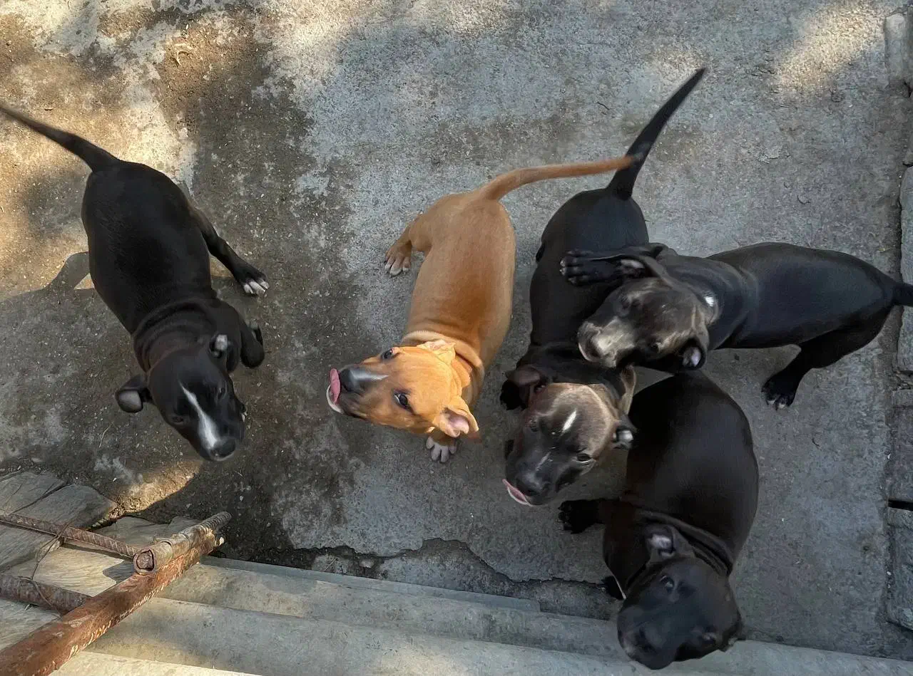 توله ۷۰روزه پیتبول فروشی قیمت توافقی|سگ|ساری, |دیوار