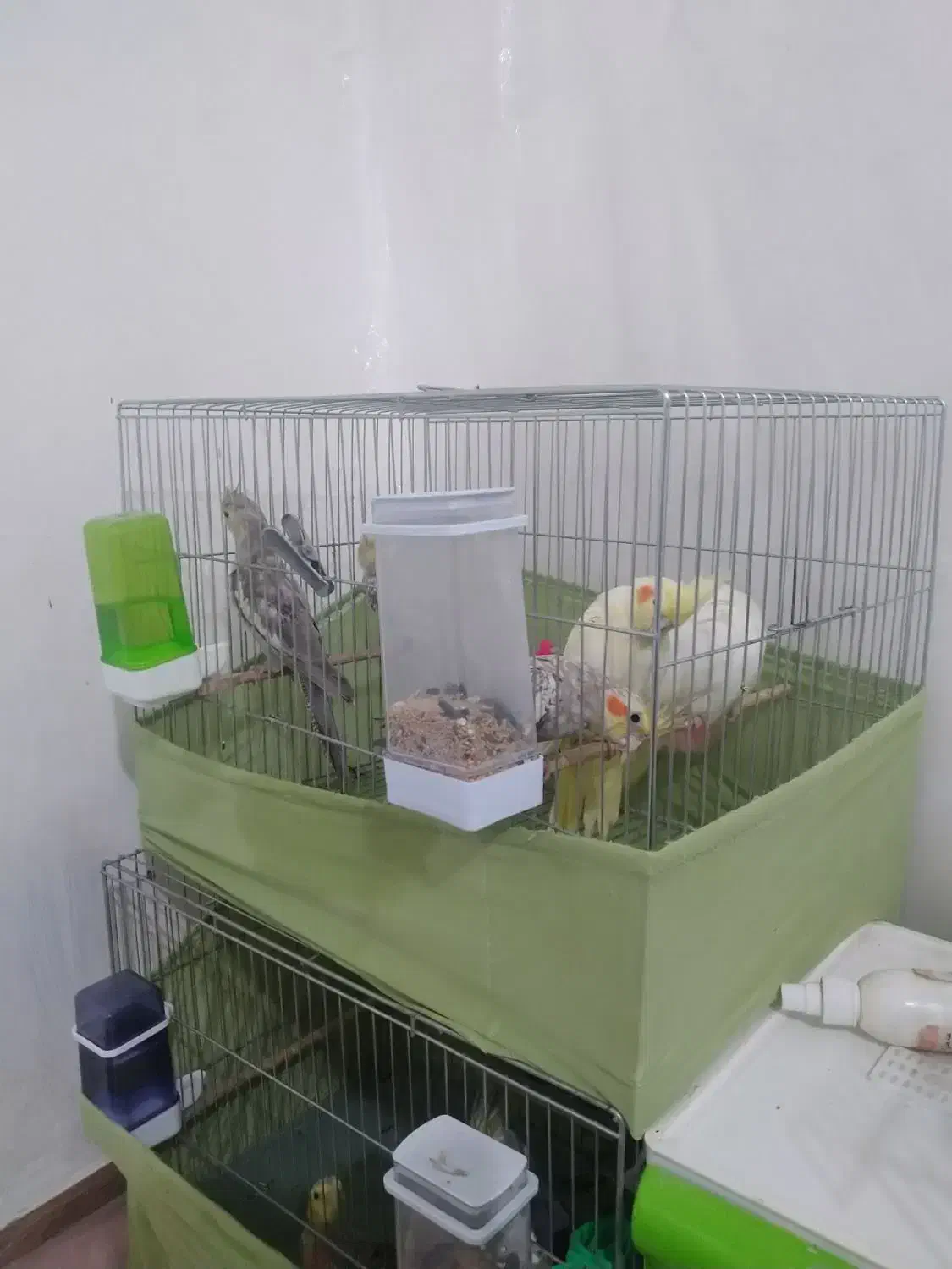 فروش عروس خانگی کاملا دست باز|پرنده|سقز, |دیوار