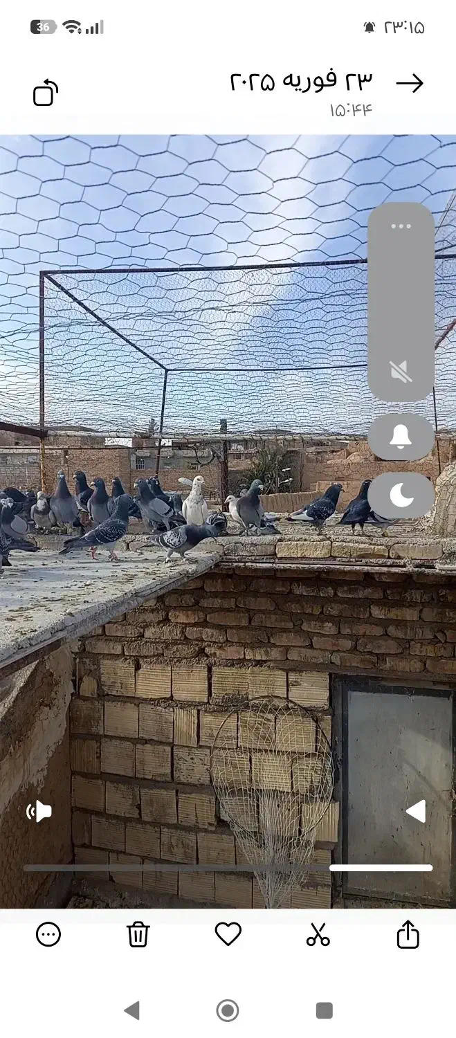 کفتر کبوتر پلاکی|حیوانات|لنجان, |دیوار