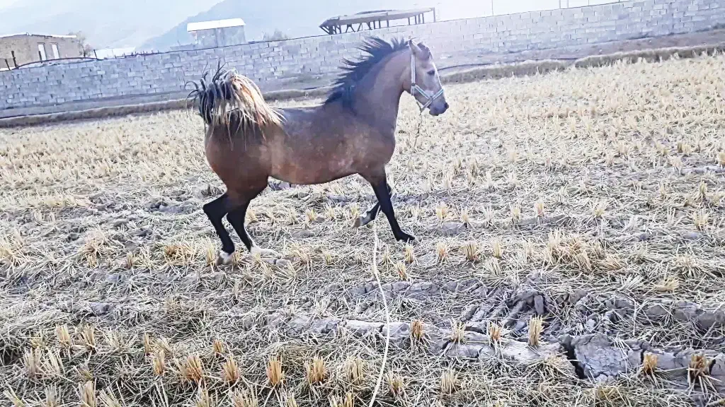 اسب|اسب و تجهیزات اسب‌سواری|دورود, |دیوار