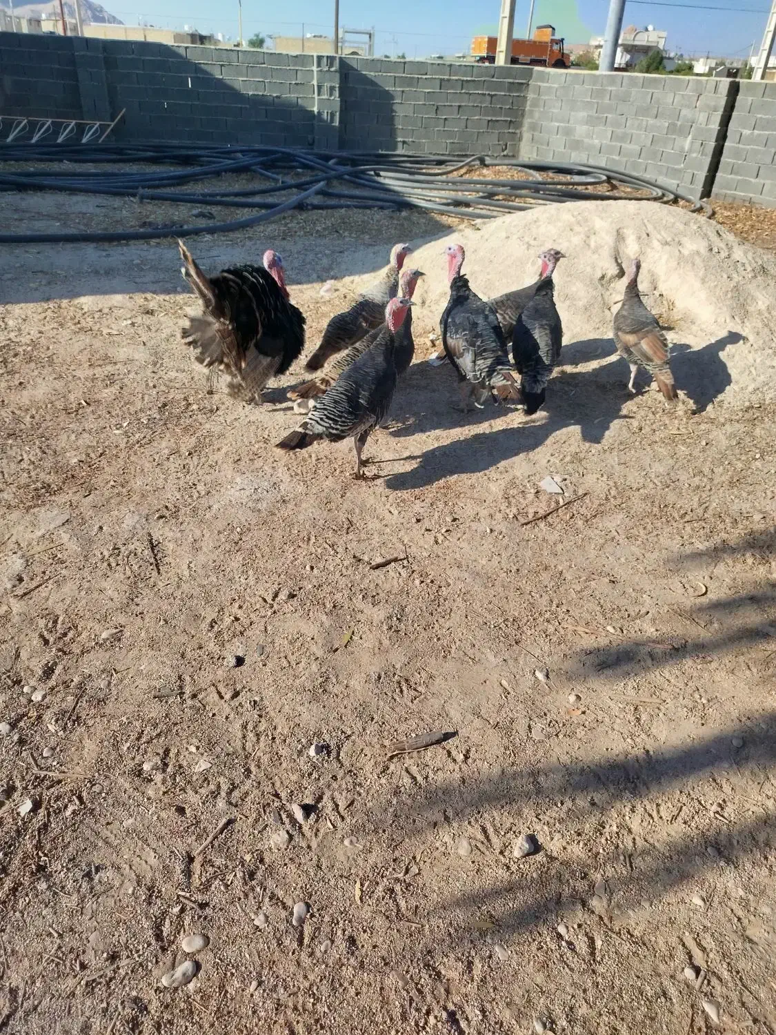 فروش بوقلمون گوشتی|حیوانات مزرعه|داراب, |دیوار