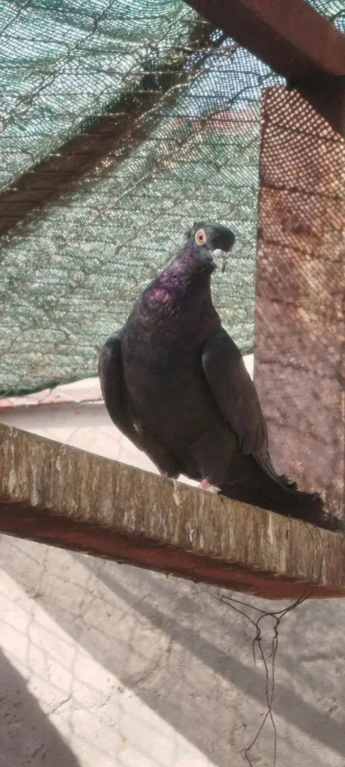 کفتر(کبوتر)|پرنده|بافق, |دیوار