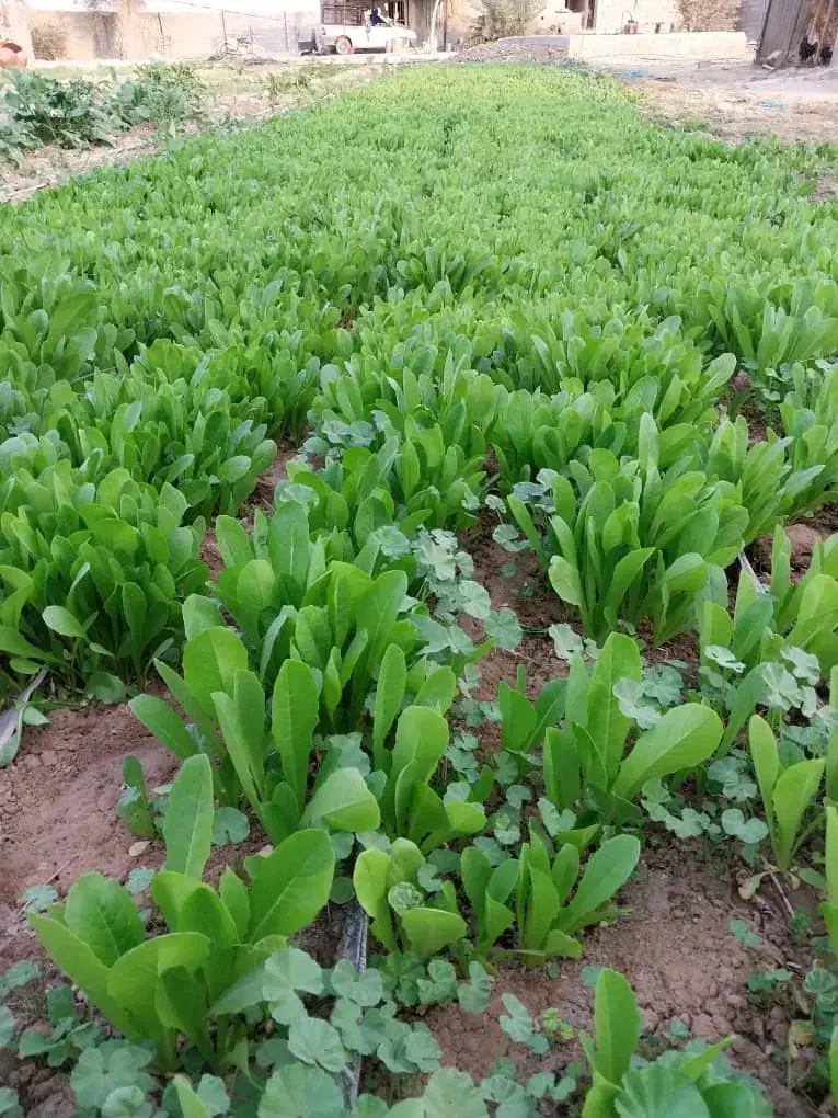 تیم یا نشا کاهو|خوردنی و آشامیدنی|برازجان, |دیوار