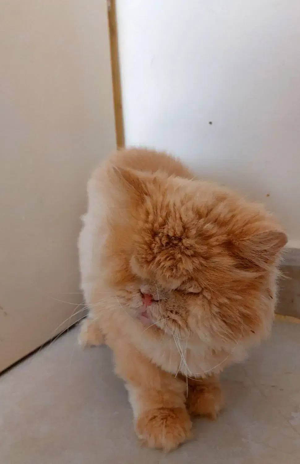 واگذاری گربه پرشین|گربه|کرج, فاز ۴ مهرشهر|دیوار