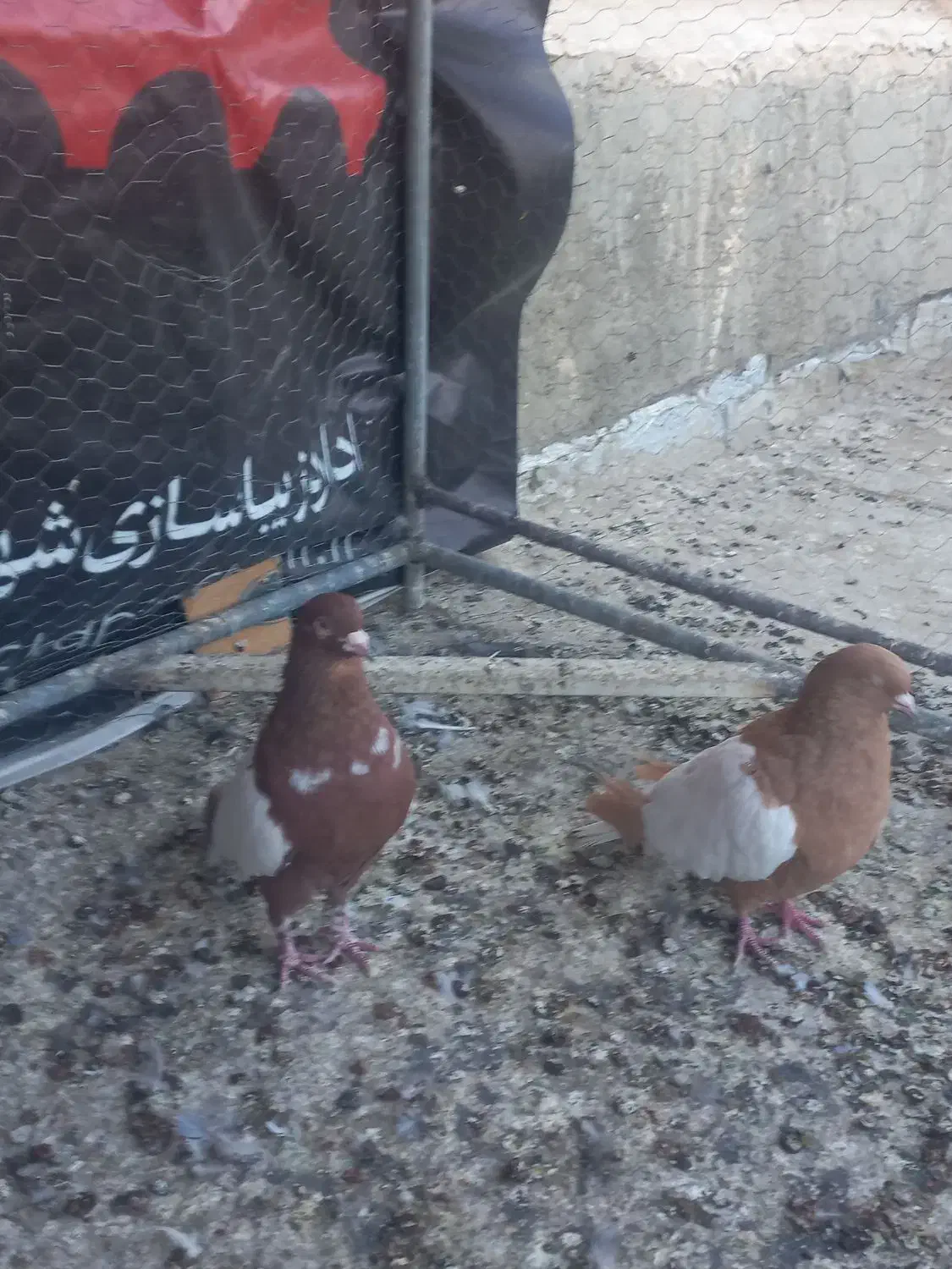 کفتر رنگی|پرنده|شاهین‌شهر, شهرک گلدیس|دیوار