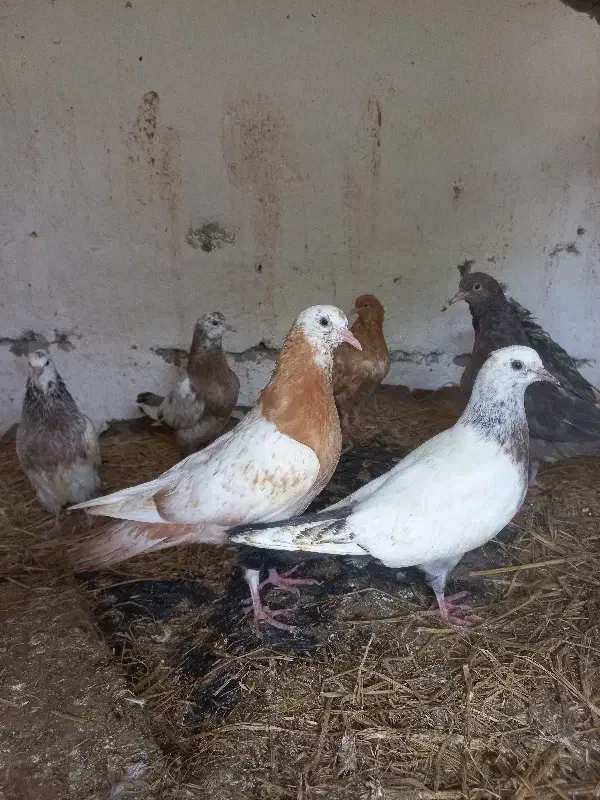 فروش تعدادی کبوتر|حیوانات مزرعه|کلاچای, |دیوار