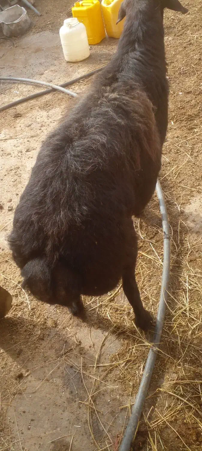 قوچ‌قر‌قزل‌۶‌دندان‌مناسب‌نسل‌کشی‌وکشتار|حیوانات مزرعه|حلب, |دیوار