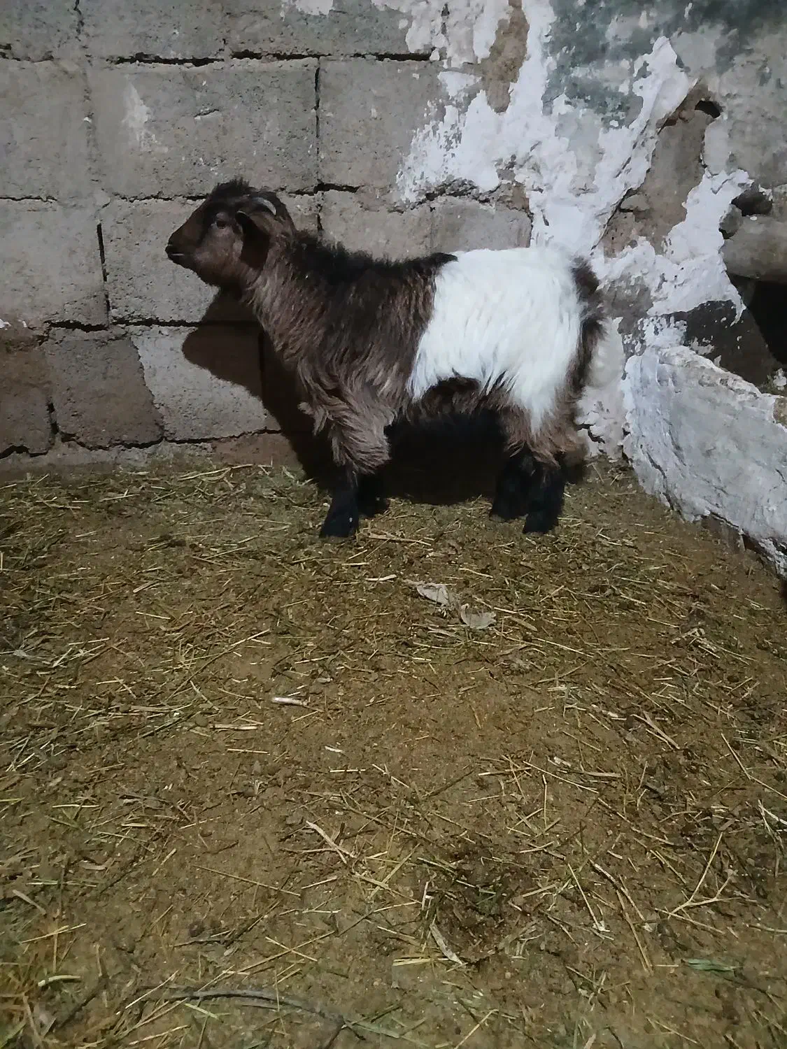 بزغاله|حیوانات مزرعه|ایجرود, |دیوار