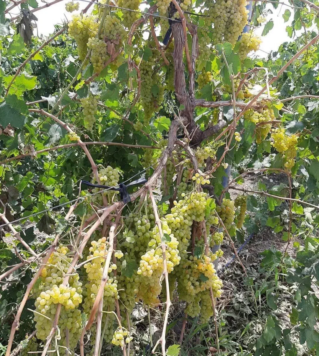 نهال بن دار انگور ۵تا ۶ ساله داربستی ریشه دار|خدمات باغبانی و درختکاری|شیراز, کاراندیش|دیوار