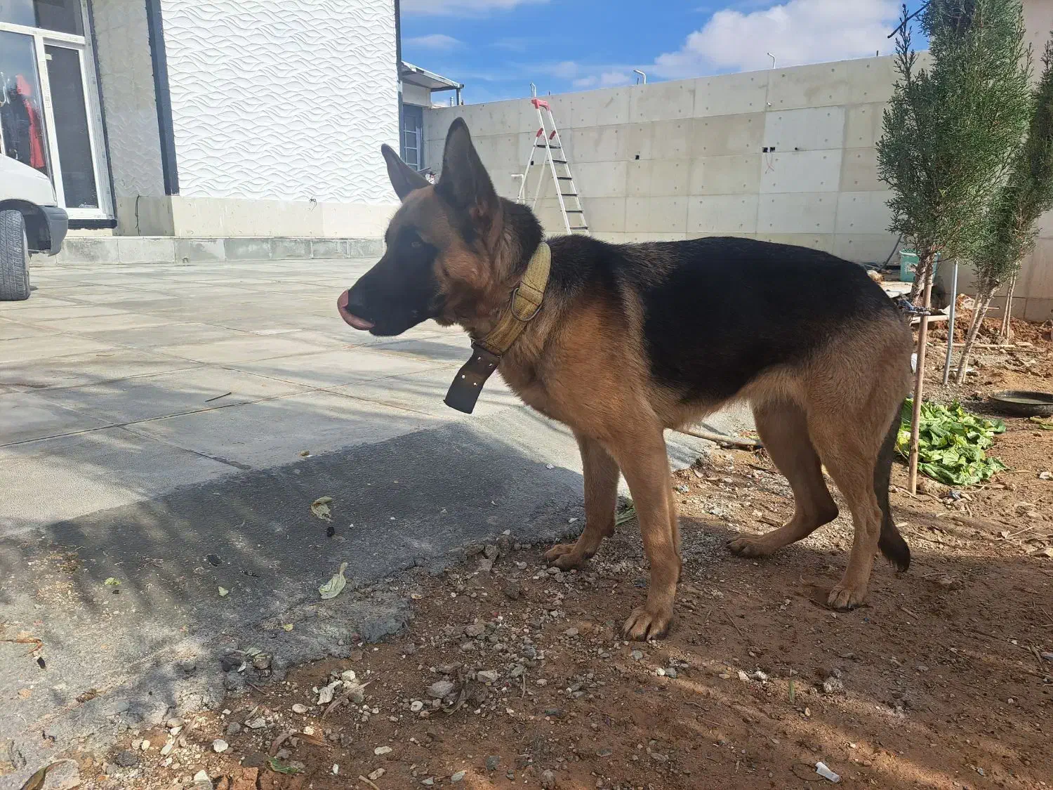 سگ ژرمن شیپر پلیس|سگ|شیراز, قلات|دیوار