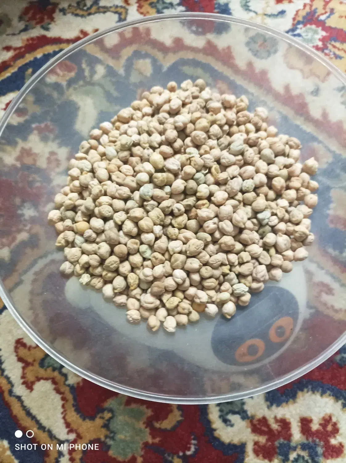 فروش عدس و نخود محلی|خوردنی و آشامیدنی|شیراز, پشم شیشه|دیوار